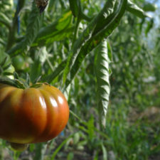 tomates-maraichage-legumes-perignat-ecopole
