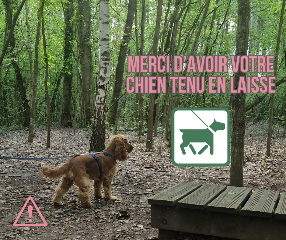 facebook_post chien en laisse
