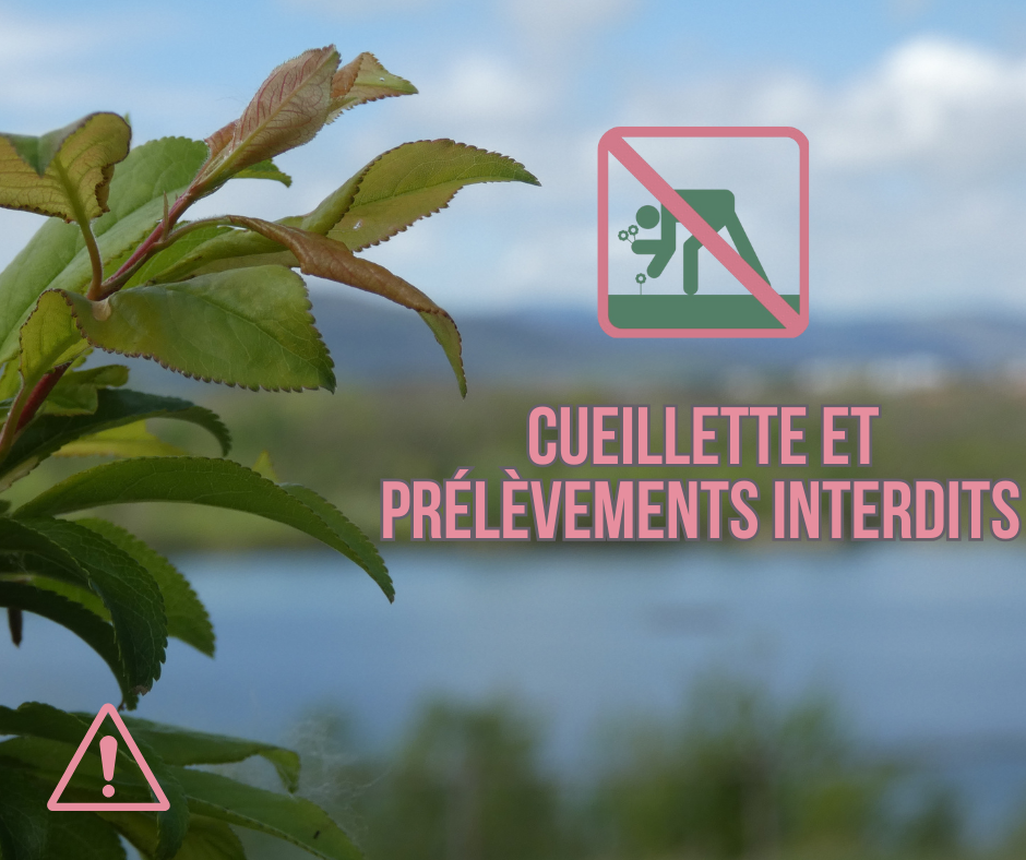 facebook_post cueillette interdite